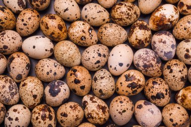 Arka plan olarak bir grup bıldırcın yumurtası. Çiğ yumurta..