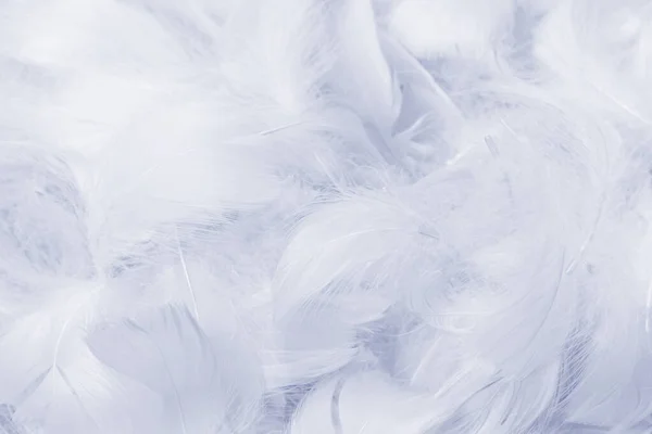 Violet Feather Background Top View — Stock Photo, Image