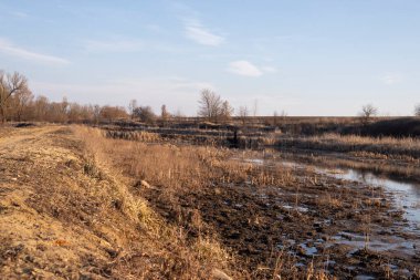 Bataklık manzarası. Kirli nehir, kırsal bölge. 