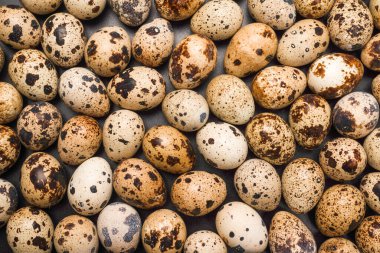 Arka plan olarak bir grup bıldırcın yumurtası. Çiğ yumurta..