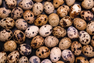 Arka plan olarak bir grup bıldırcın yumurtası. Çiğ yumurta..