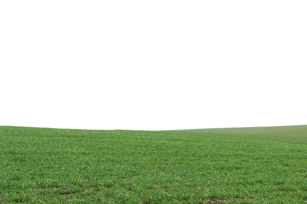 Grönt Fält Som Bakgrund Grönt Gräs Våren Isolerad Vit Bakgrund — Stockfoto