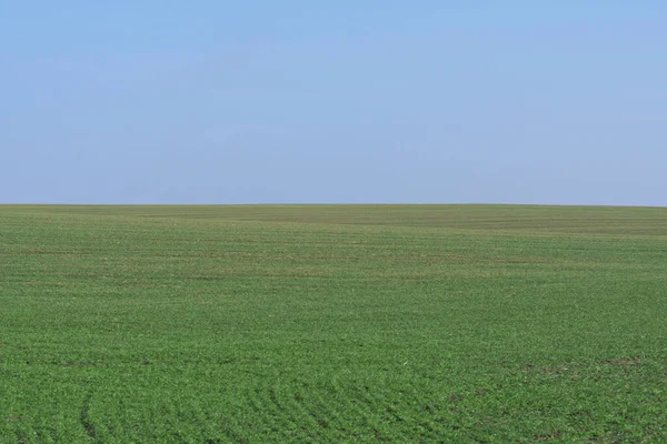 Зеленое Поле Голубым Небом Фон — стоковое фото
