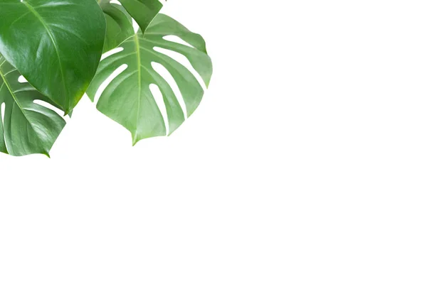 Beyaz Arka Planda Yeşil Bitki Canavarı — Stok fotoğraf