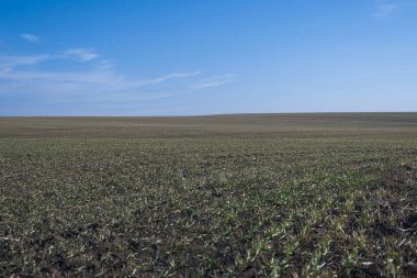 Arkaplan olarak sürülmüş tarla ve mavi gökyüzü. 