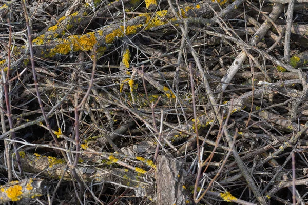 Een Stapel Droge Twijgen Als Achtergrond Houten Ondergrond — Stockfoto