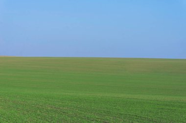 Arkaplan olarak mavi gökyüzü olan yeşil alan.  