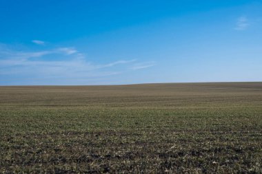 Arkaplan olarak sürülmüş tarla ve mavi gökyüzü. 