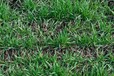 Arkaplan olarak yeşil alan. Baharda yeşil çimen. 