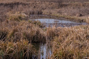 Bataklık manzarası. Kirli nehir, kırsal bölge. 