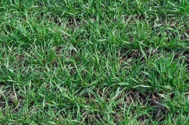 Arkaplan olarak yeşil alan. Baharda yeşil çimen. 