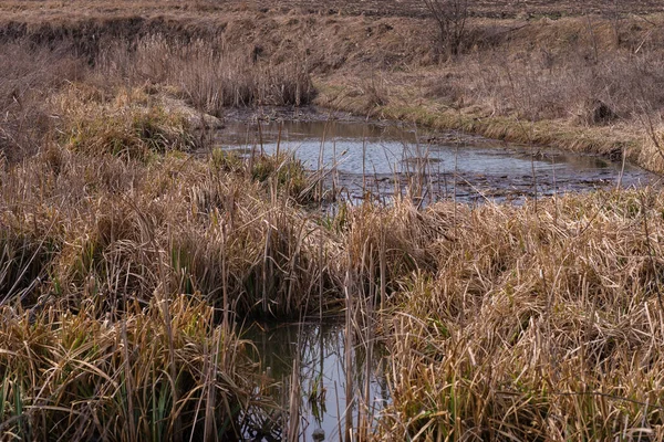 Bataklık manzarası. Kirli nehir, kırsal bölge. 