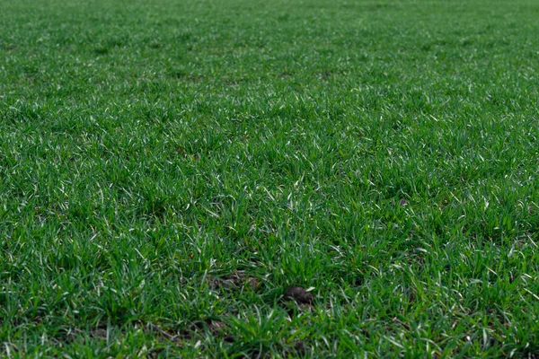 Campo Verde Como Pano Fundo Grama Verde Primavera — Fotografia de Stock