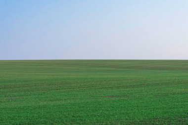 Arkaplan olarak mavi gökyüzü olan yeşil alan.  