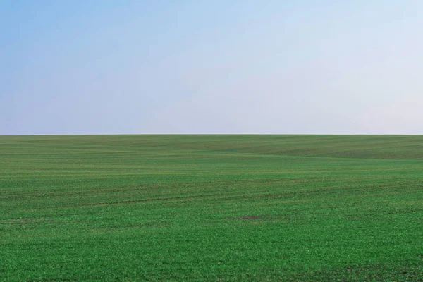 Arkaplan olarak mavi gökyüzü olan yeşil alan.  