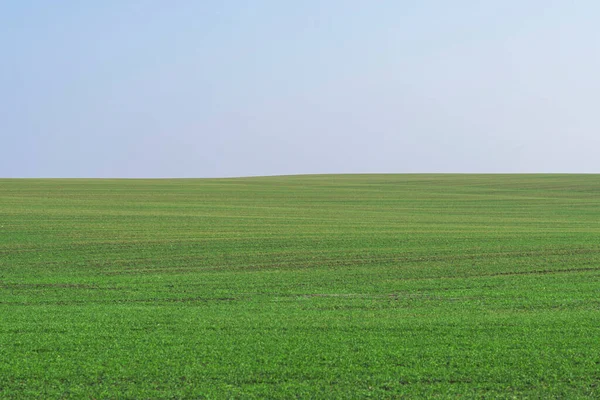 Arkaplan olarak mavi gökyüzü olan yeşil alan.  