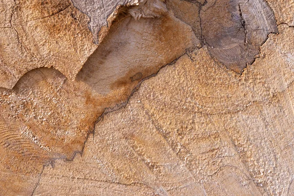 Arka plan olarak bir yığın kuru dal. Ahşap arkaplan. 