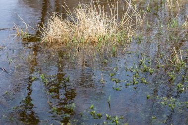 Bataklık manzarası. Kirli nehir, kırsal bölge. 