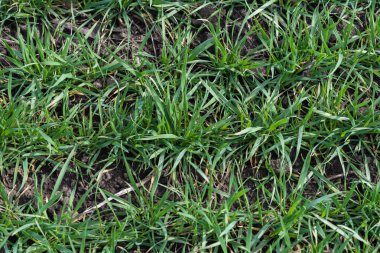 Çatlak toprak ve yeşil çimenler doku olarak kullanılıyor. Bahar. Üst görünüm. 