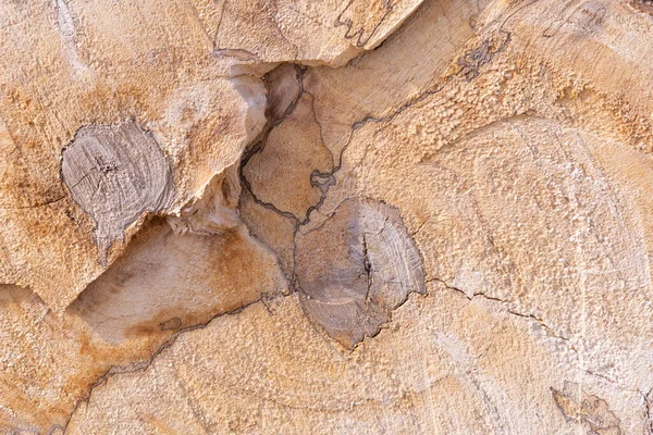 Arka plan olarak bir yığın kuru dal. Ahşap arkaplan. 