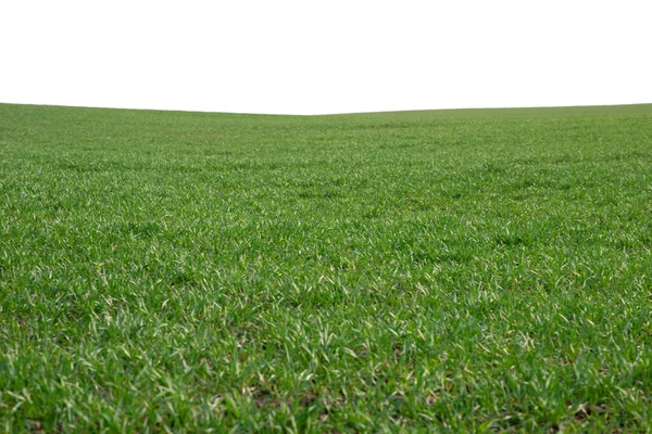 Grönt Fält Som Bakgrund Grönt Gräs Våren Isolerad Vit Bakgrund — Stockfoto