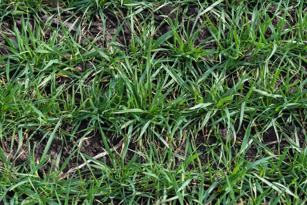 Çatlak toprak ve yeşil çimenler doku olarak kullanılıyor. Bahar. Üst görünüm. 