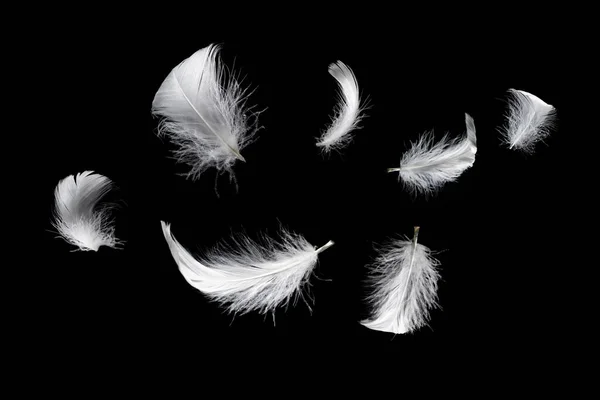在黑色背景上孤立的白色漂浮羽毛 — 图库照片
