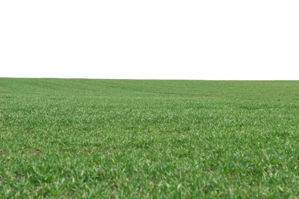 Campo Verde Como Pano Fundo Grama Verde Primavera Isolado Fundo — Fotografia de Stock