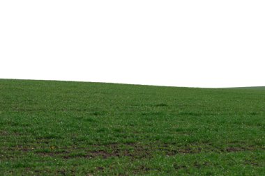 Arkaplan olarak yeşil alan. Baharda yeşil çimenler beyaz arka planda yalıtılmış. 