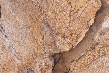 Arka plan olarak bir yığın kuru dal. Ahşap arkaplan. 