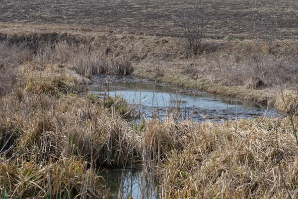 Bataklık manzarası. Kirli nehir, kırsal bölge. 