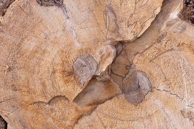 Arka plan olarak bir yığın kuru dal. Ahşap arkaplan. 