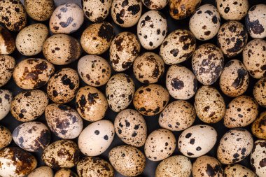 Arka plan olarak bir grup bıldırcın yumurtası. Çiğ yumurta..