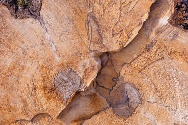 Arka plan olarak bir yığın kuru dal. Ahşap arkaplan. 