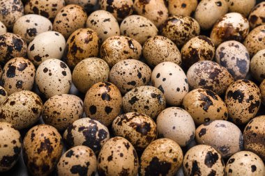 Arka plan olarak bir grup bıldırcın yumurtası. Çiğ yumurta..