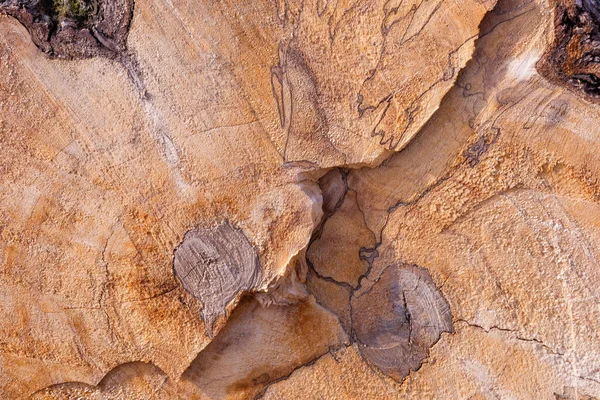 Arka plan olarak bir yığın kuru dal. Ahşap arkaplan. 