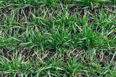 Arkaplan olarak yeşil alan. Baharda yeşil çimen. 