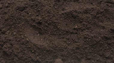 Beyaz arka planda izole edilmiş bitkiler için kara toprak. Boşluğu kopyala.