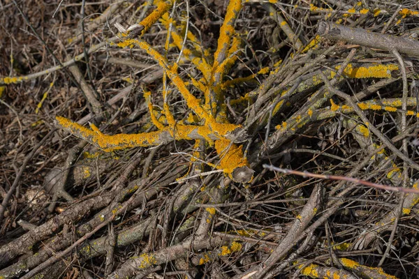 Pile Dry Twigs Background Wooden Background — Stock Photo, Image