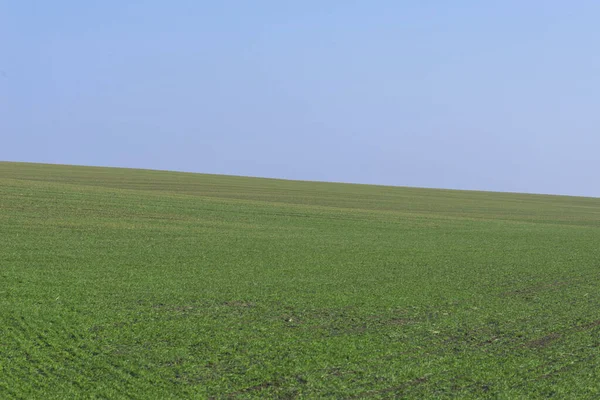 Grönt Fält Med Blå Himmel Som Bakgrund — Stockfoto