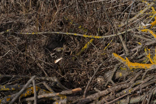 Arka plan olarak bir yığın kuru dal. Ahşap arkaplan. 