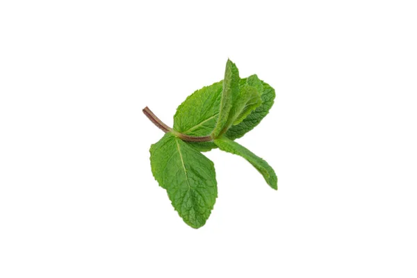 Fresh Mint Leaves Isolated White Background — Stock Photo, Image