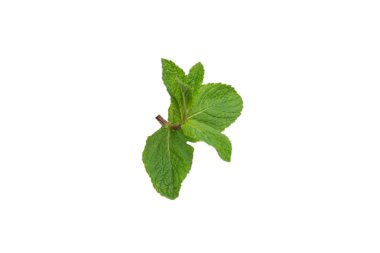 Beyaz arkaplanda izole edilmiş taze nane yaprakları.
