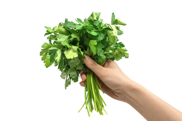 Bunch Parsley Woman Hand Isolated White Background — Stock Photo, Image