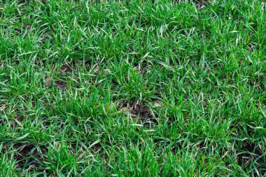 Arkaplan olarak yeşil alan. Baharda yeşil çimen. 