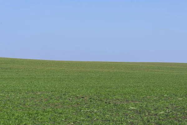 Grönt Fält Med Blå Himmel Som Bakgrund — Stockfoto