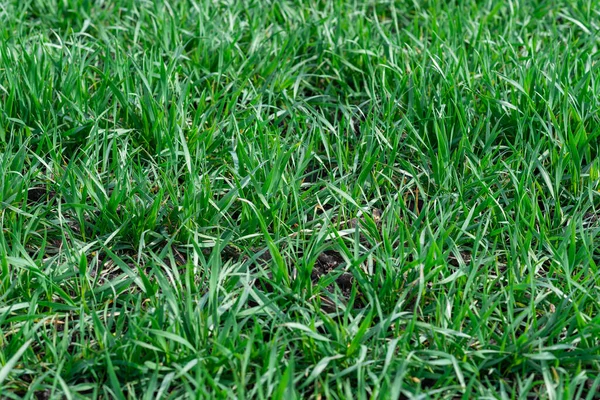 Grüne Wiese Als Hintergrund Grünes Gras Frühling — Stockfoto