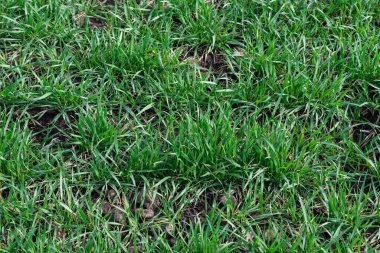 Arkaplan olarak yeşil alan. Baharda yeşil çimen. 