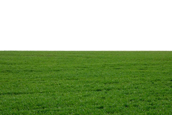 Зелене Поле Фон Зелена Трава Навесні Ізольована Білому Тлі — стокове фото
