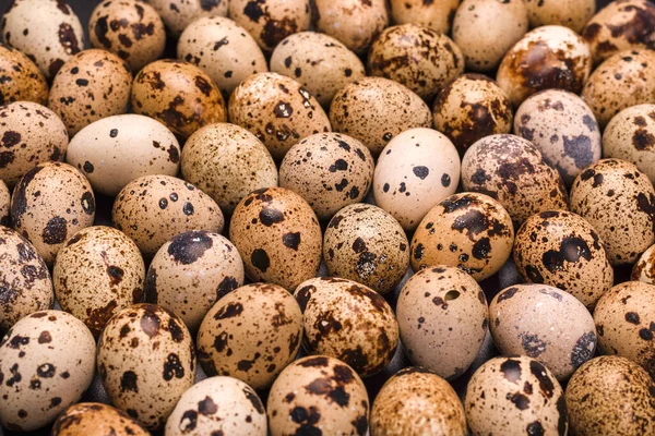 Arka plan olarak bir grup bıldırcın yumurtası. Çiğ yumurta..